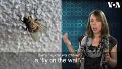 «Английский за минуту»: fly on the wall