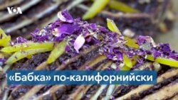 Пекарь из Лос-Анджелеса и его «бабка»